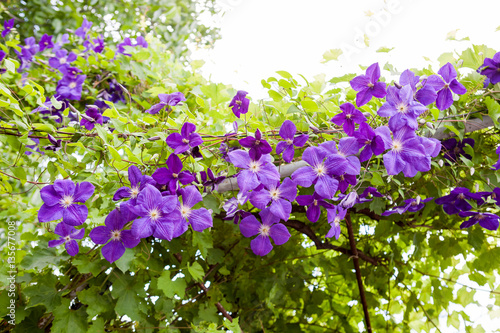 Beautiful, blue clematis flowers with vegetation
