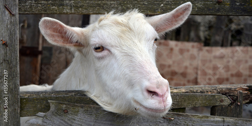 Portrait of a goat farm.