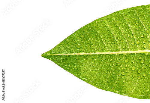 Texture of a green leaf with water drop on white background for copy space