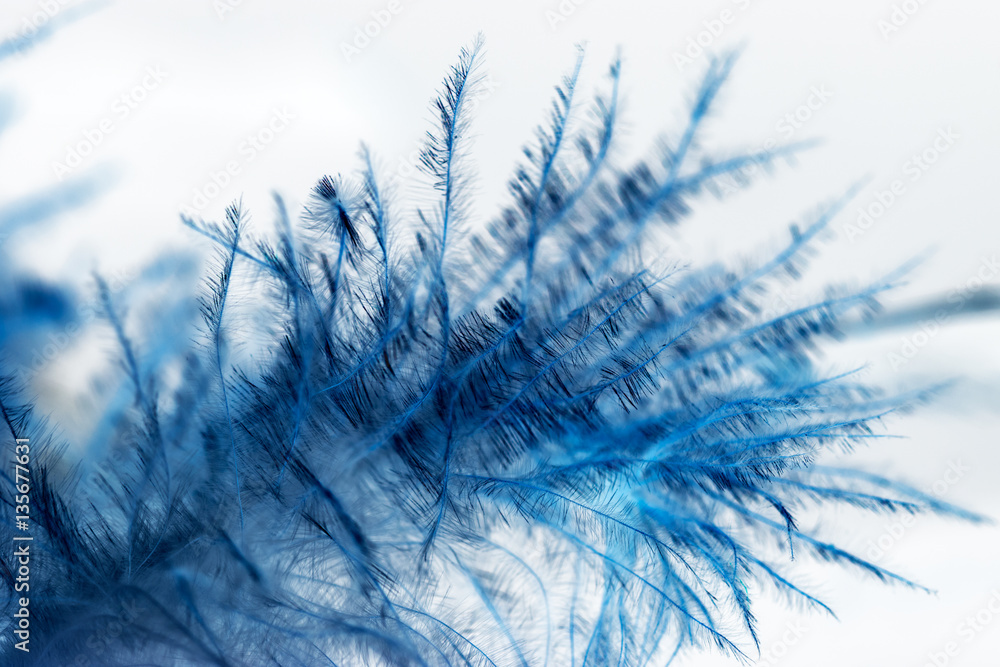 Fototapeta premium Colorful rooster feather with details and reflexions 