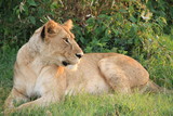木陰で休憩するライオン
