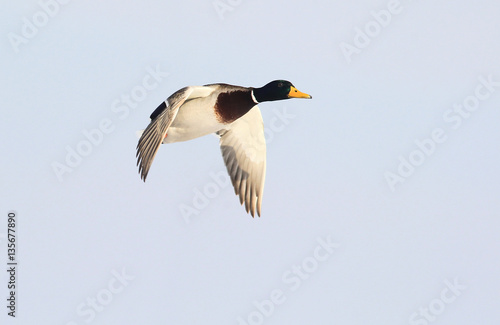 Male Mallard Duck , wild duck flying above river Danube,in Belgrade,Zemun,Serbia.
