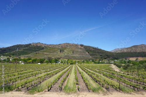 Wallpaper Mural Capetown Wineyard in Mountain background Torontodigital.ca