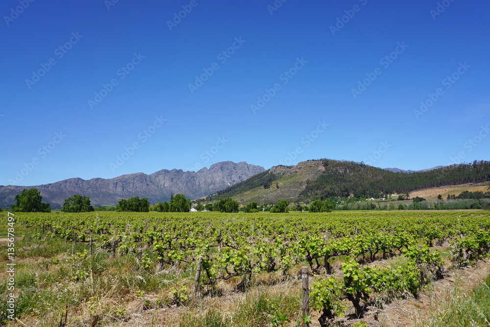 Capetown vineyard in Mountain background