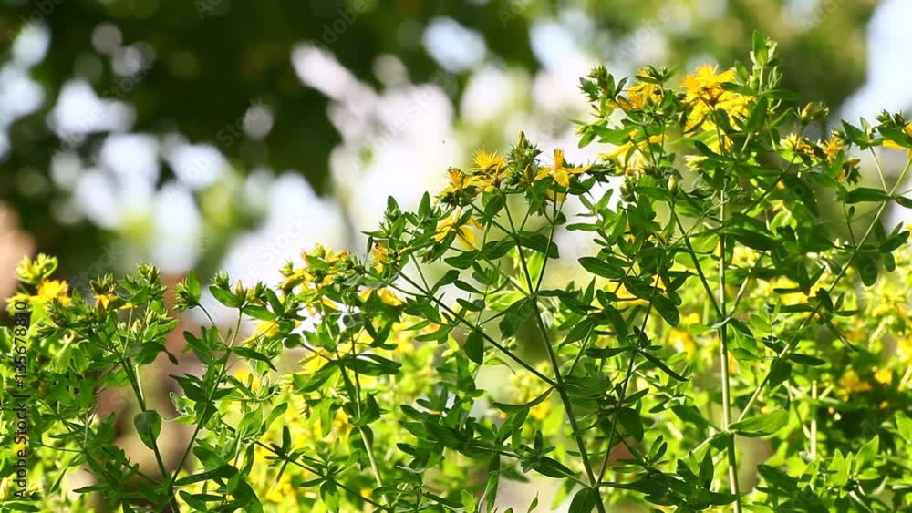 Hypericum perforatum plant with flowers and wind blowing. Birds singing and other sounds from nature
Hypericum perforatum plant with flowers and wind blowing. Birds singing and other sounds from nature