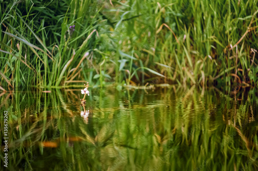 Small flower above the water surface of the river. Small flower above the water surface of the river.