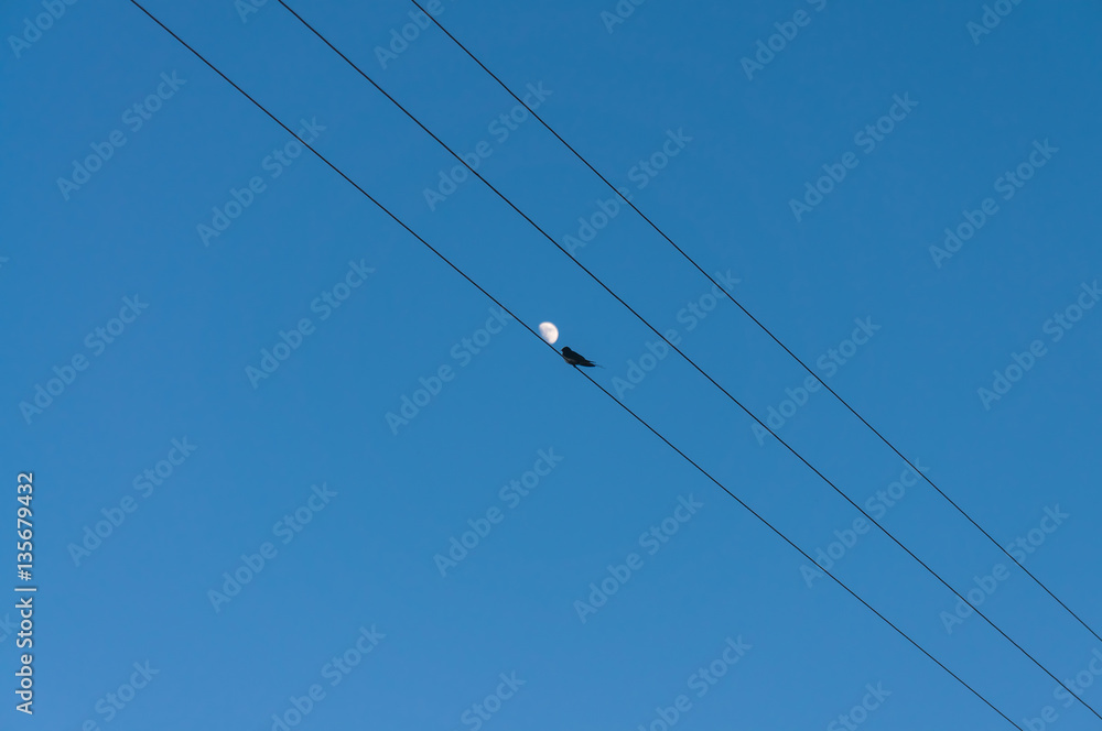 Silhouette of birds on a background of the moon. Silhouette of birds on a background of the moon.