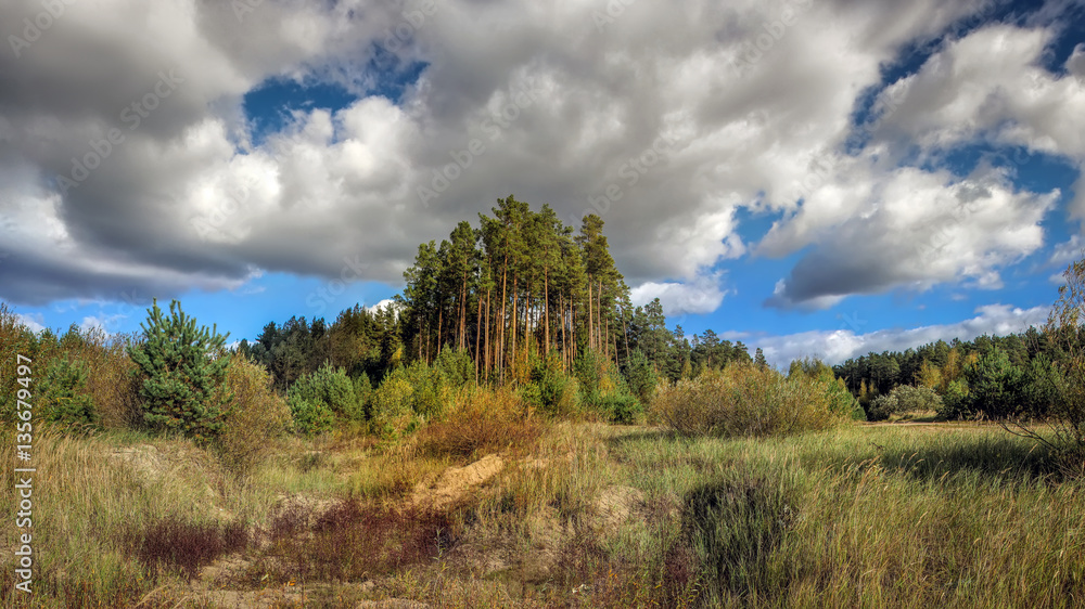 Autumn pine forest on the background of sky and cumulus clouds. Autumn pine forest on the background of sky and cumulus clouds.
