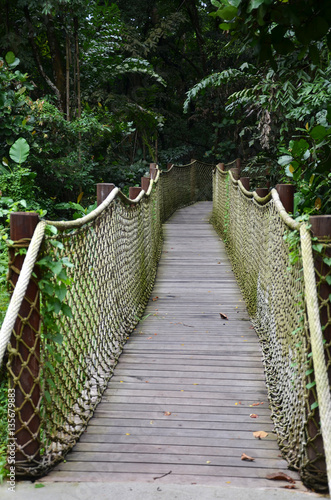 Wooden pathway into rain forest jungle