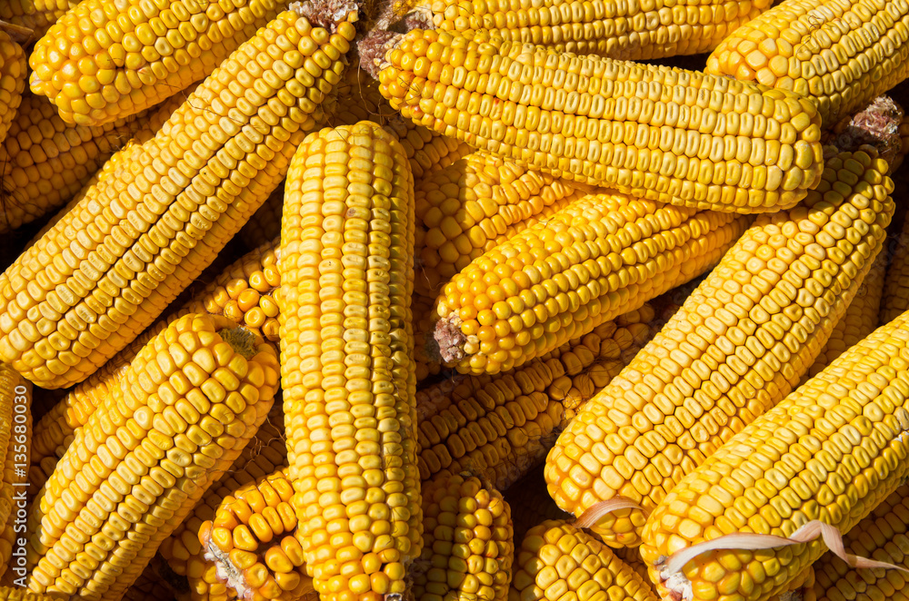 Corn cobs. Maize seed. Corn cobs. Maize seed.
