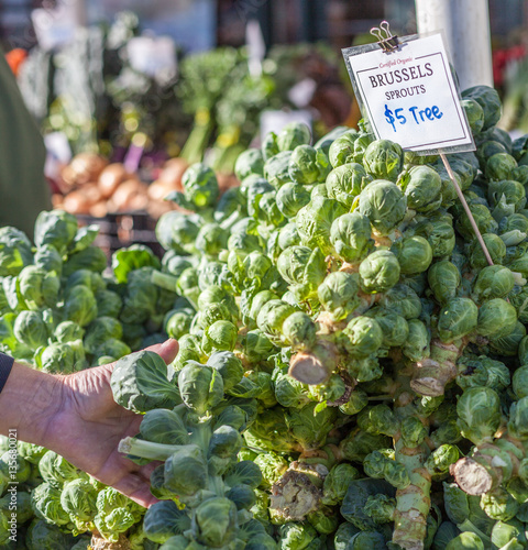 fresh brussels sprouts stalk at farmers market