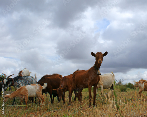 Flock of goats grazing on cloudy sky  1 