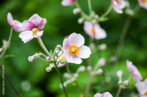 Wild, beautiful flowers with natural background © ileana_bt