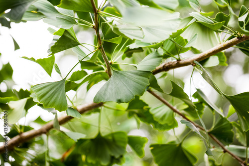 Gingko biloba - tree, leaves and details