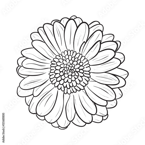 Gerbera chamomile icon. Vector line style