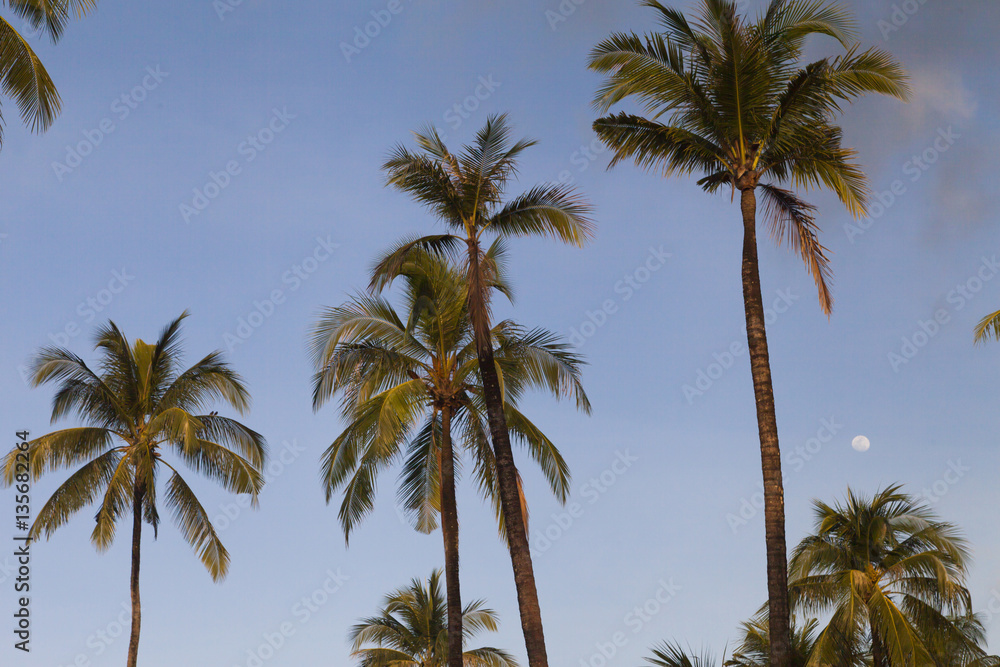 Palm trees against the background of the sky Palm trees against the background of the sky