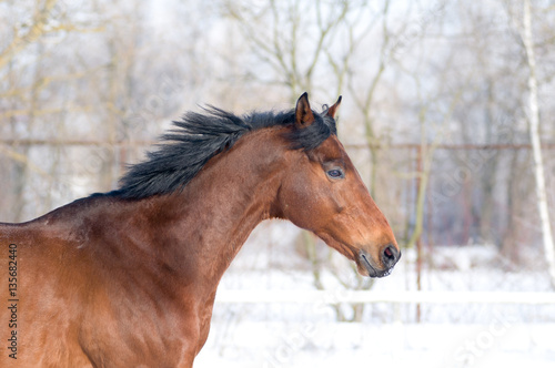 Horse bay color portrait in winter