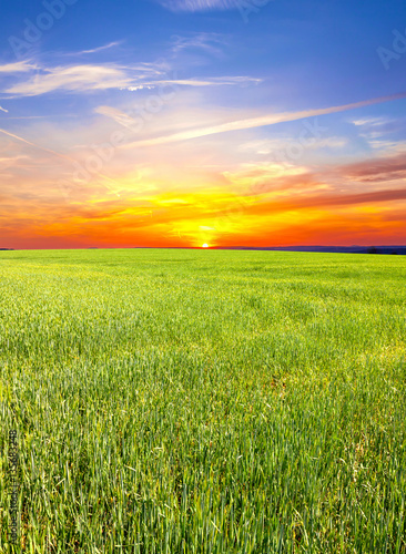 Green wheat field at sunset  