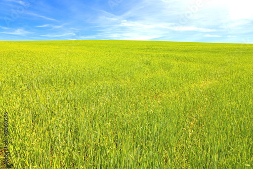  Green wheat field with blue sky
