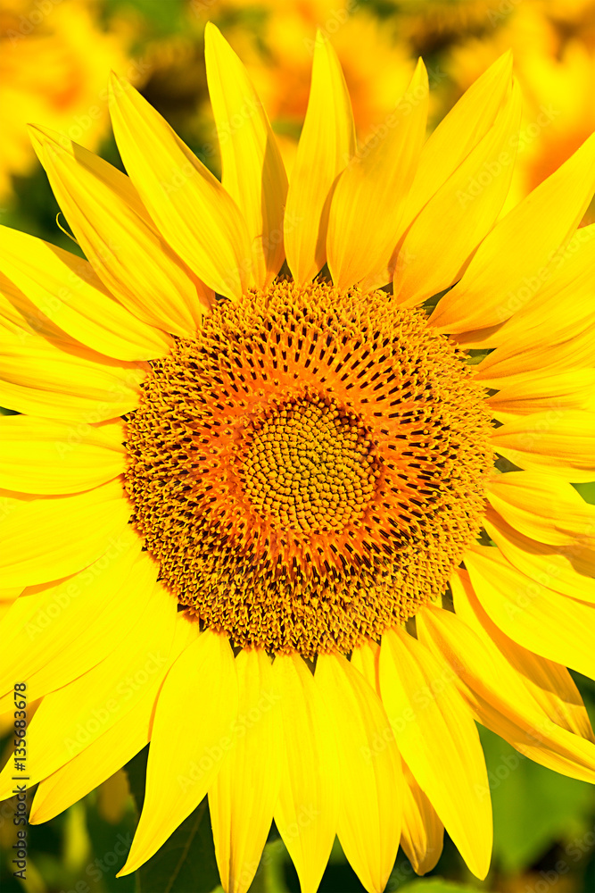 Naklejka premium Sunflower close-up