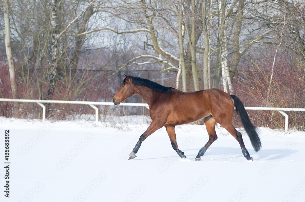 Horse bay color portrait in winter