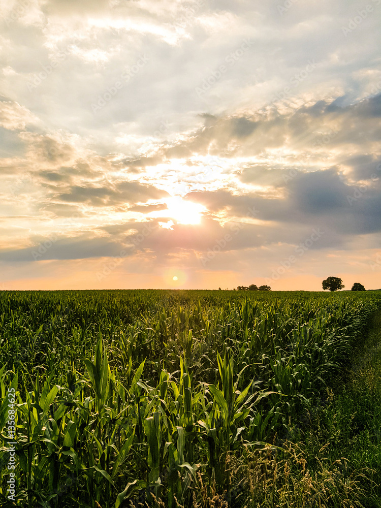 sunset on the field of corn. Composition of nature sunset on the field of corn. Composition of nature