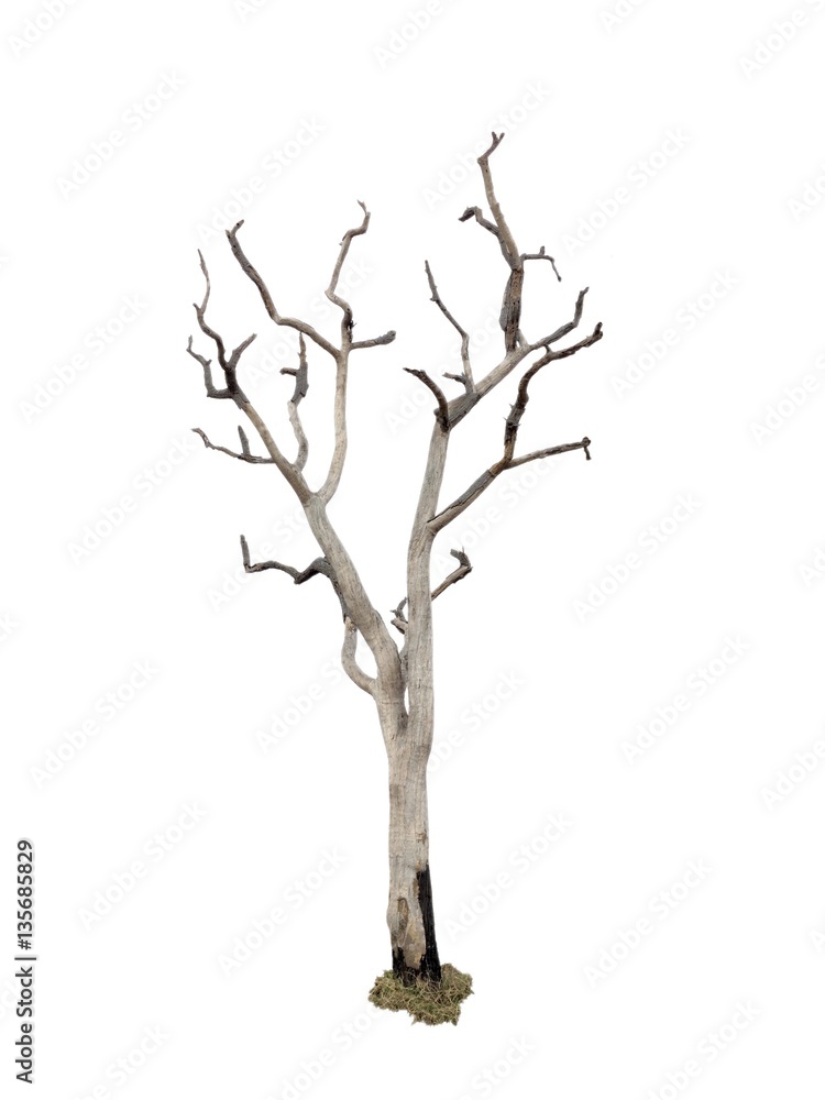 Fototapeta premium tree isolate on white background 