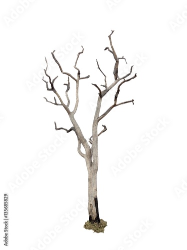 tree isolate on white background 