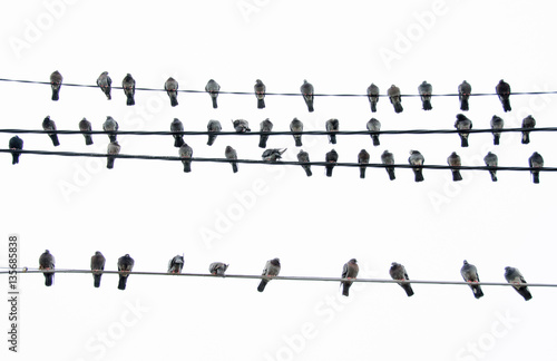 Pigeons sitting on power lines