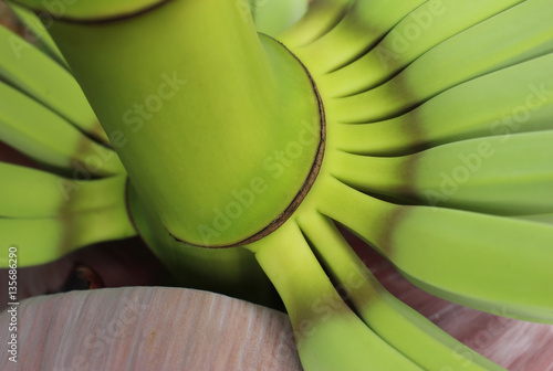 Above view of young bananas growing from the flower stem creating an abstract yellow paterned background photo