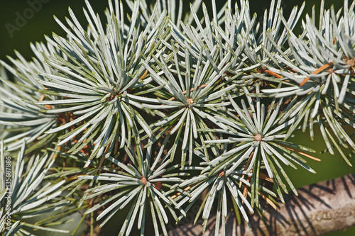 Atlas cedar needles (Cedrus atlantica). Another scientific name is Cedrus libani atlantica photo