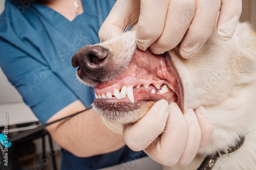 Fototapeta Naklejka Na Ścianę i Meble -  Veterinarian doctor inspecting dog teeth at vet clinic.
