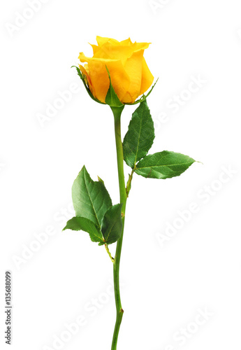 beautiful yellow rose isolated on white