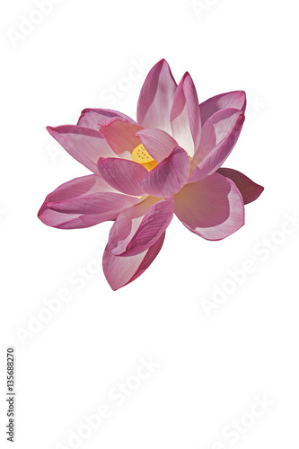 Sacred lotus (Nelumbo nucifera). Called Indian Lotus, Bean of India and Lotus also. Image of flower isolated on white background