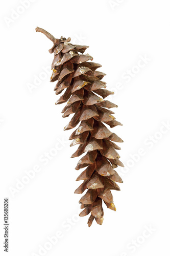Eastern white pine (Pinus strobus). Called White Pine and Weymouth Pine also. Image of cone isolated on white background