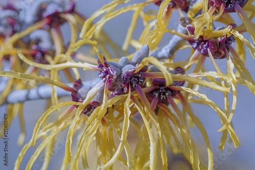 Barmstedt Gold witch hazel flowers (Hamamelis x intermedia Barmstedt Gold) photo