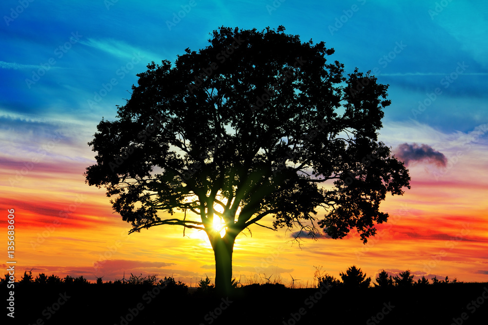 Sunrise with tree.