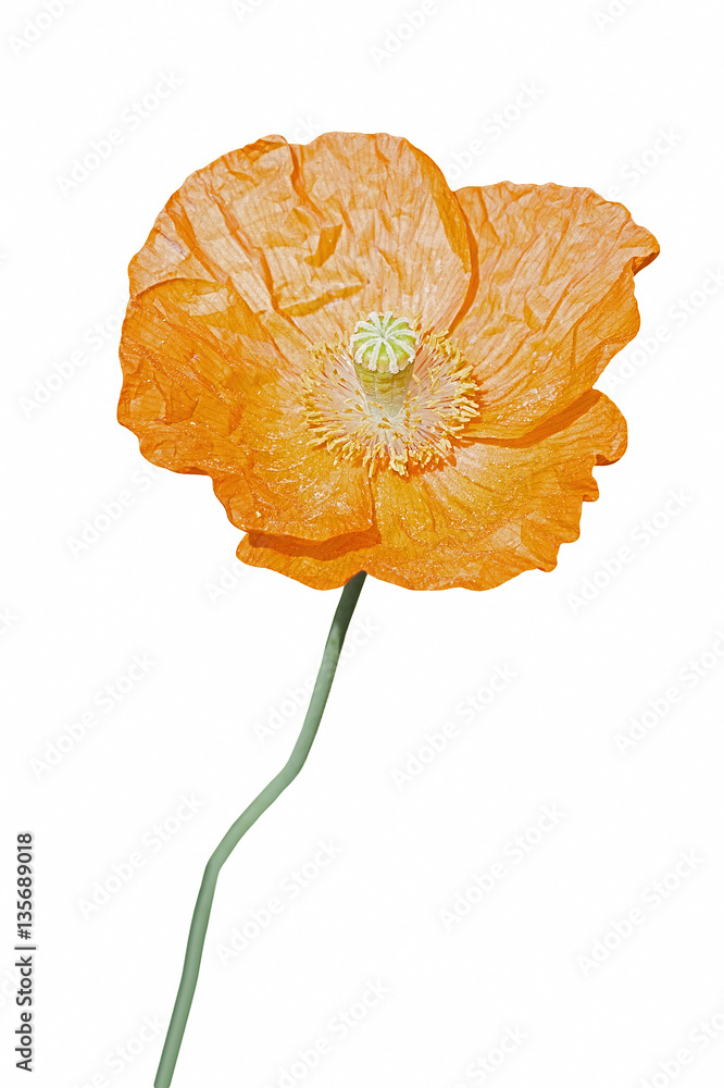 Fototapeta premium Iceland poppy (Papaver nudicaule). Another scientific names are Papaver croceum, Papaver miyabeanum, Papaver amurense and Papaver macounii. Image of flower isolated on white background