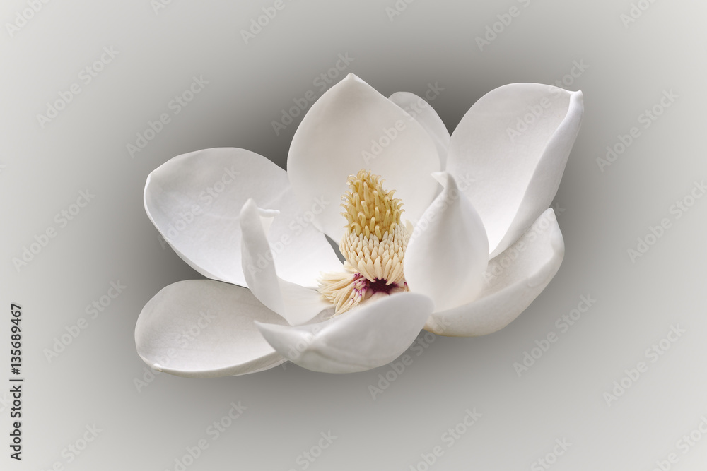 Naklejka premium Southern magnolia (Magnolia grandiflora). Called Evegreen Magnolia, Bull Bay, Bullbay agnolia, Laurel Magnolia and Loblolly Magnolia also. Modified image of flower