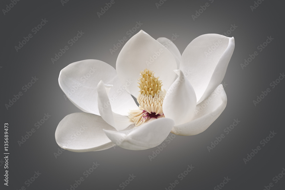 Fototapeta premium Southern magnolia (Magnolia grandiflora). Called Evegreen Magnolia, Bull Bay, Bullbay agnolia, Laurel Magnolia and Loblolly Magnolia also. Modified image of flower