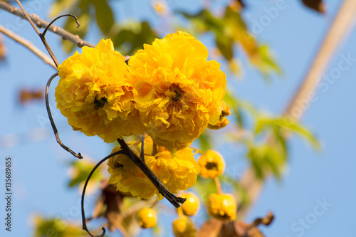 Yellow Cotton Tree  (Cochlospermum regium (Mart. & Schrank)  (sky  background)