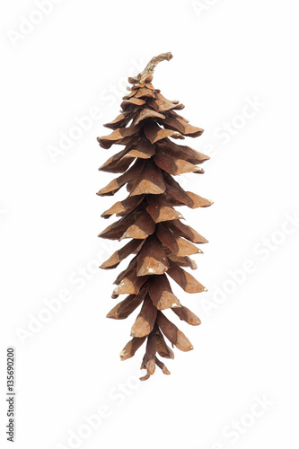 Eastern white pine (Pinus strobus). Called White Pine and Weymouth Pine also. Image of cone isolated on white background photo