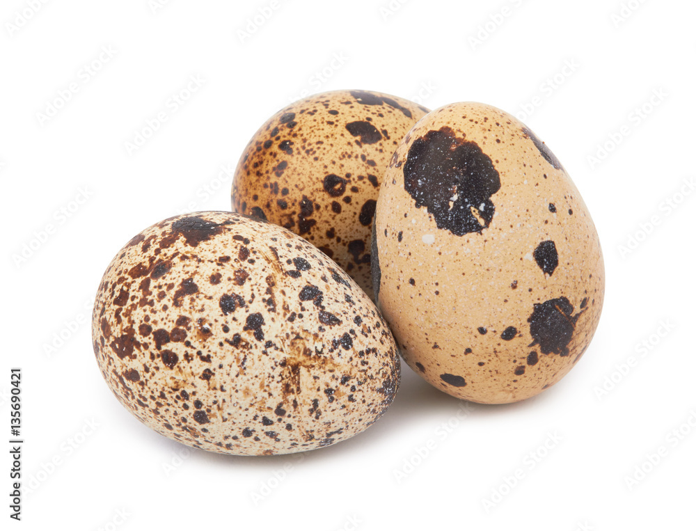 quail eggs isolated quail eggs isolated