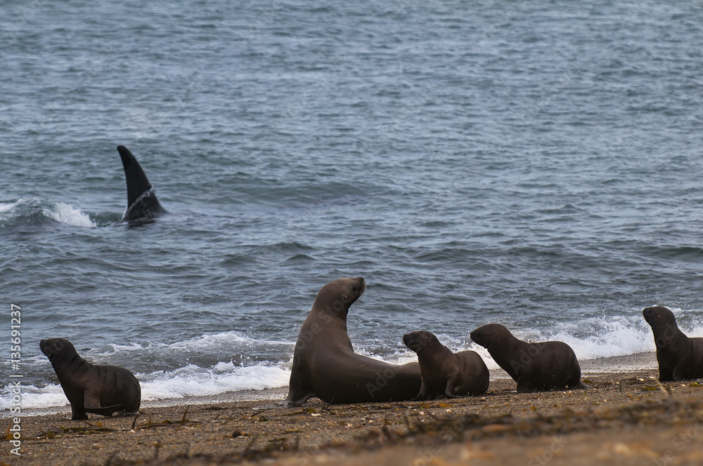 Fototapeta premium Southern Sea Lion , Otaria Flavescens and Orca