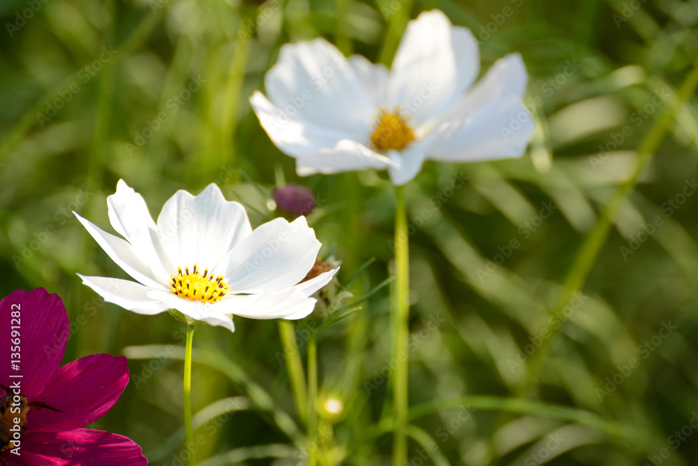 Cosmos flower field Cosmos flower field