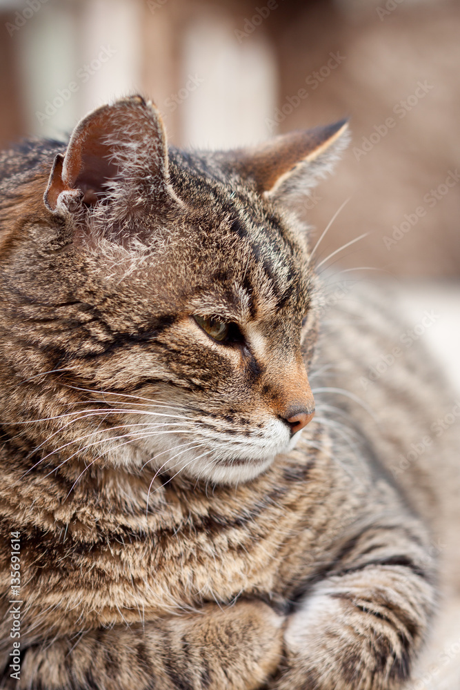 Portrait einer sitzenden Katze, Seitenansicht Portrait einer sitzenden Katze, Seitenansicht