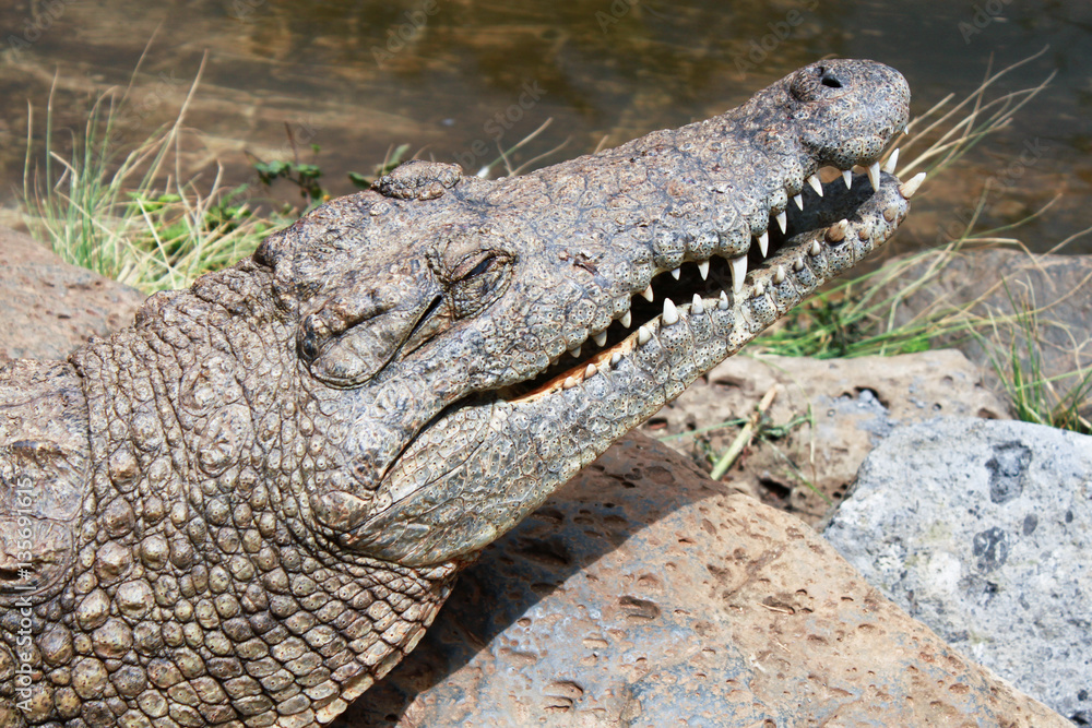 Fototapeta premium close-up photo of alligator head with open jaw