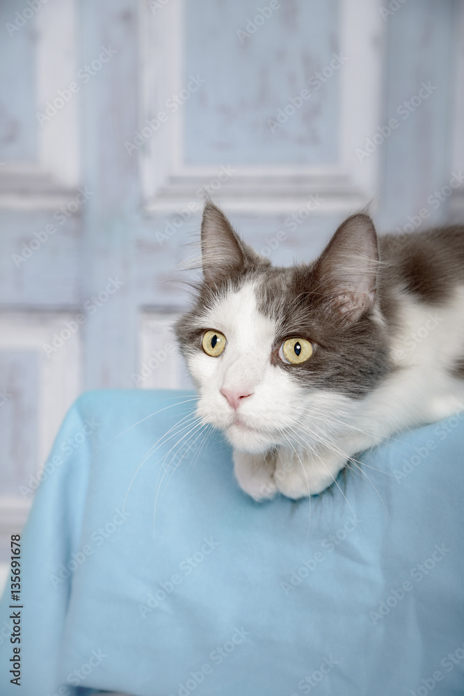 Hübsches weiß- graue Maine Coon Katze mit gelben Augen in einem blauen Zimmer liegt auf einem Hocker und beobachtet gespannt den Blick nach oben gerichtet