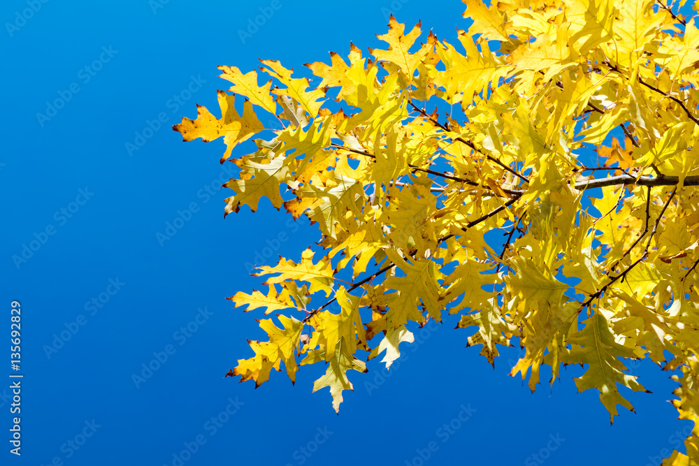 Autumn leaves sky background. Autumn maple trees branch with yellow leaves on blue sky background Autumn leaves sky background. Autumn maple trees branch with yellow leaves on blue sky background