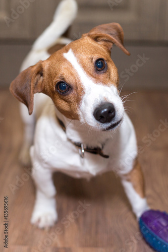 Jack Russell Terrier